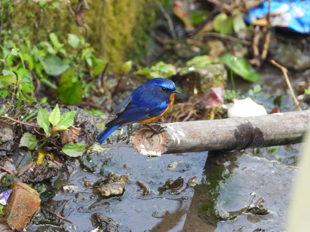 Rufous-breasted Bush-Robin - ML620858740