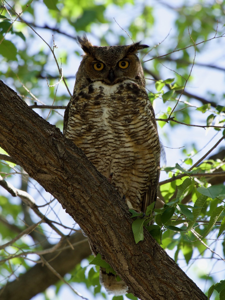 Great Horned Owl - ML620858741