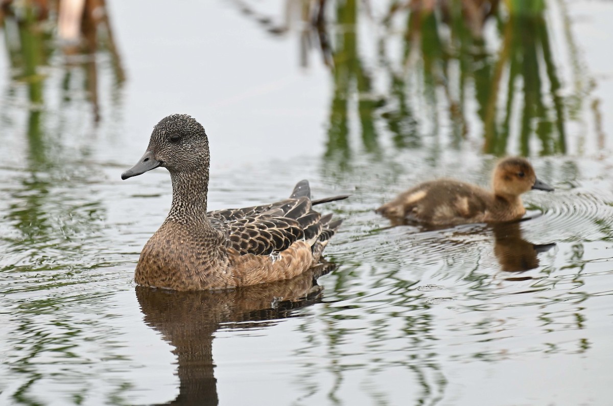 American Wigeon - Kathy Marche