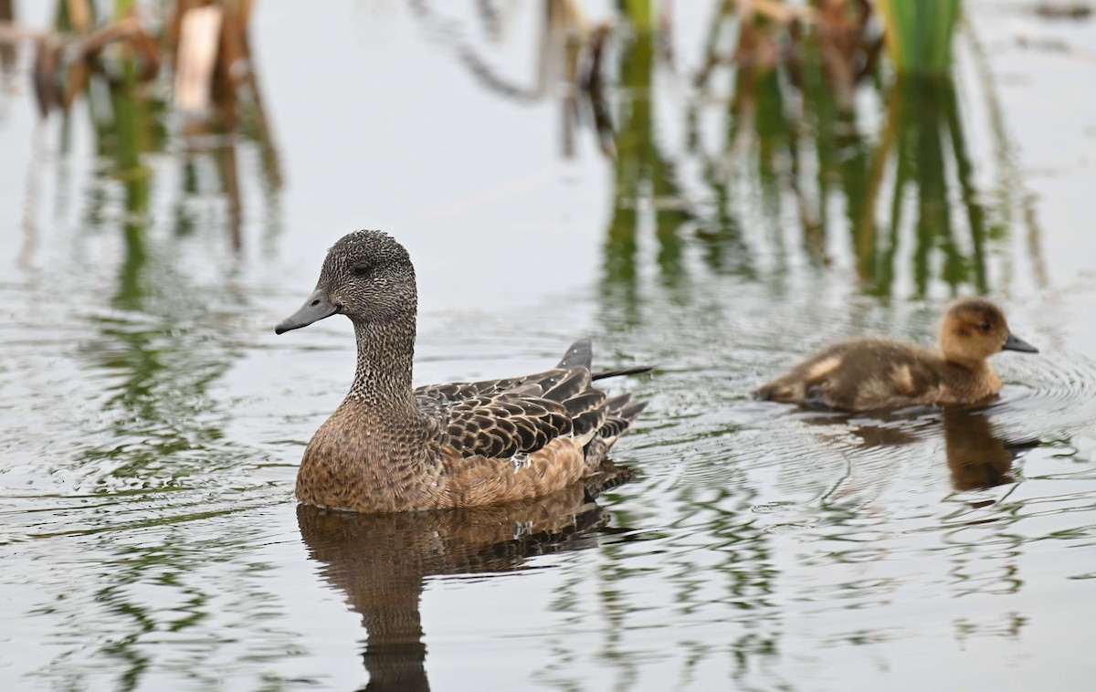 American Wigeon - Kathy Marche