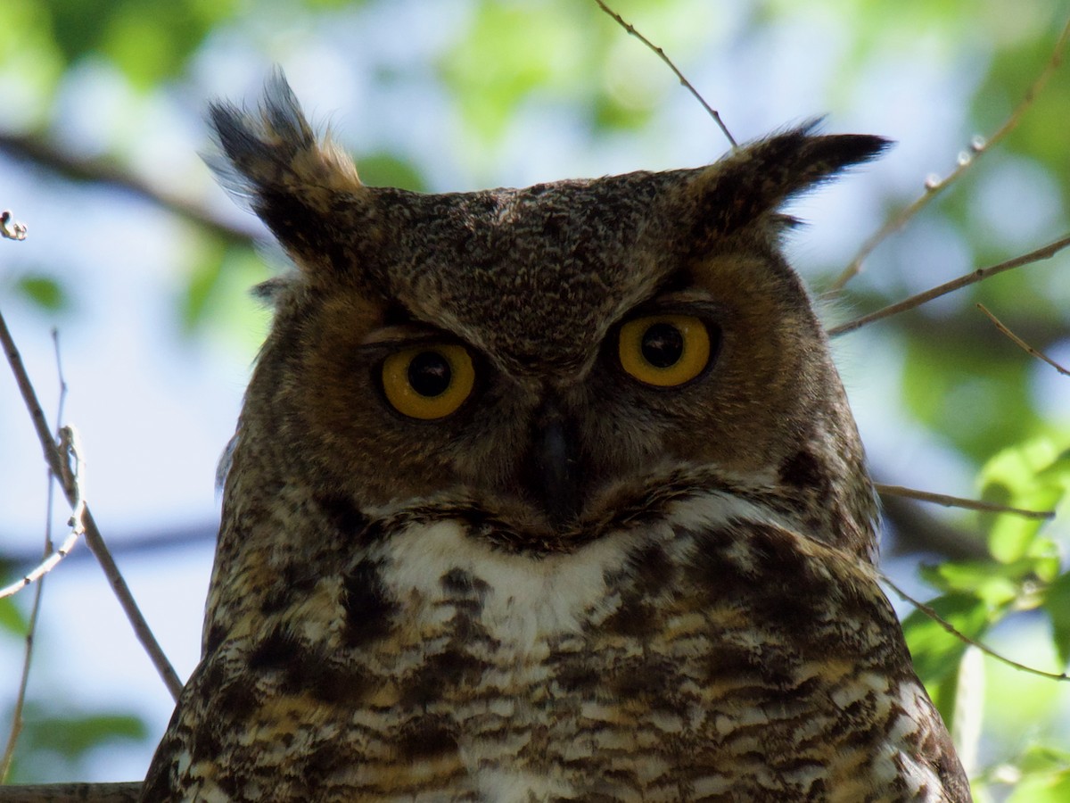 Great Horned Owl - ML620858768