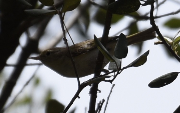 Melodious Warbler - ML620858769