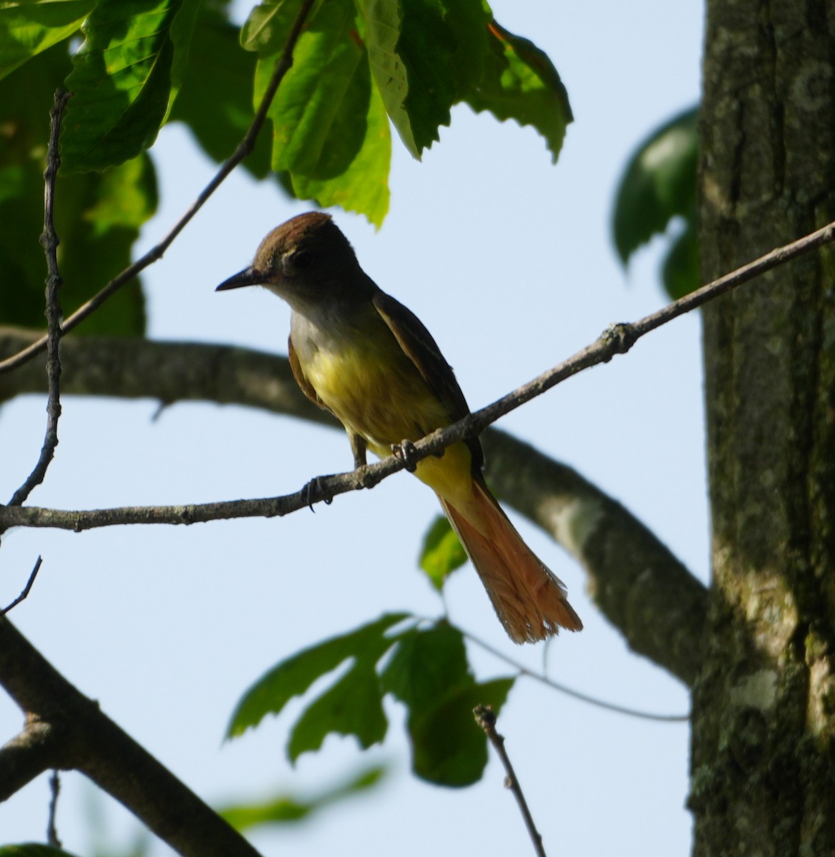 Great Crested Flycatcher - ML620858771