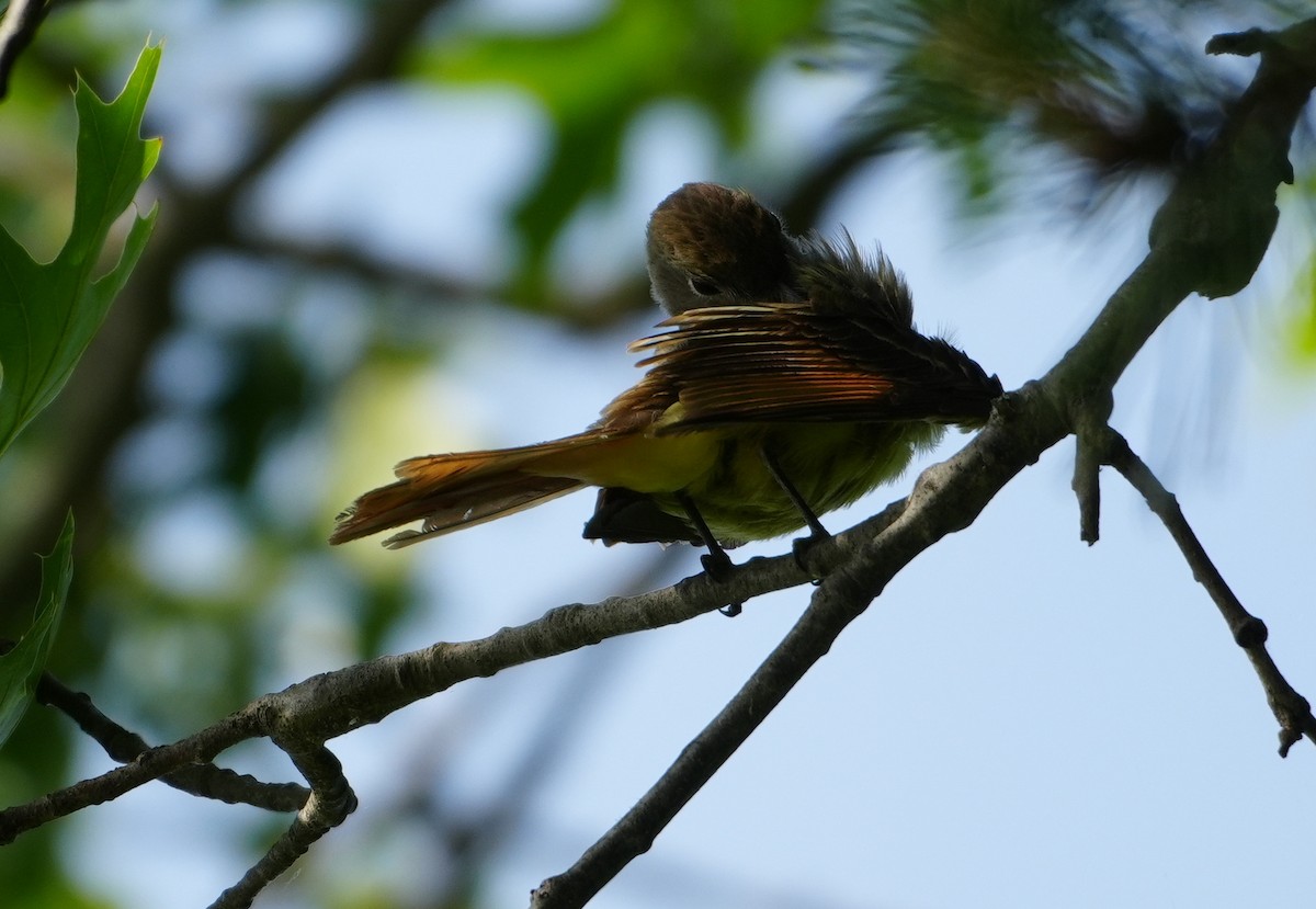 Great Crested Flycatcher - ML620858773