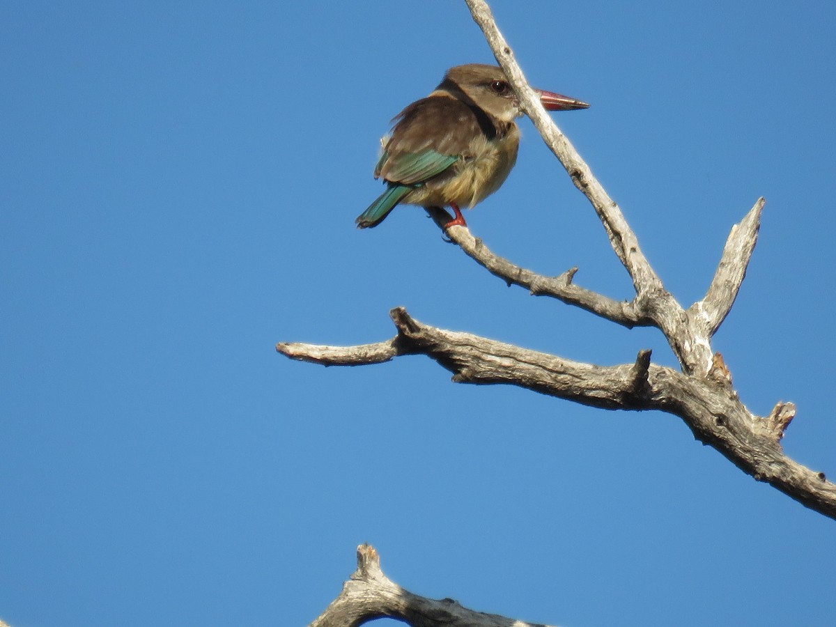 Brown-hooded Kingfisher - ML620858777