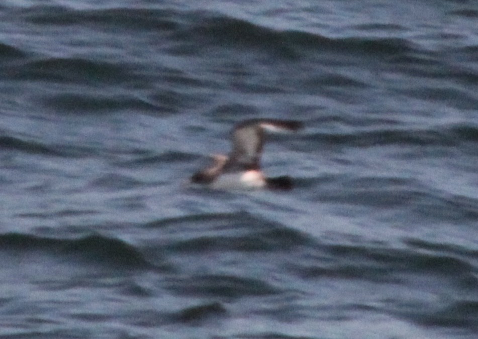 Common Murre - ML620858779