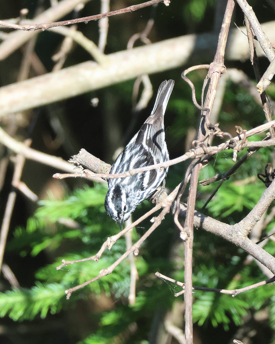 Black-and-white Warbler - ML620858800