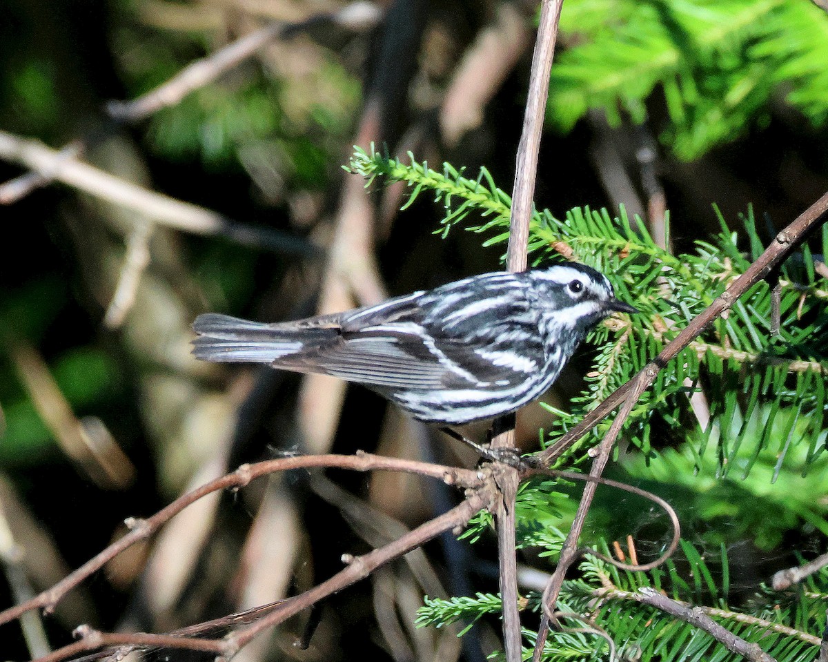 Black-and-white Warbler - ML620858801