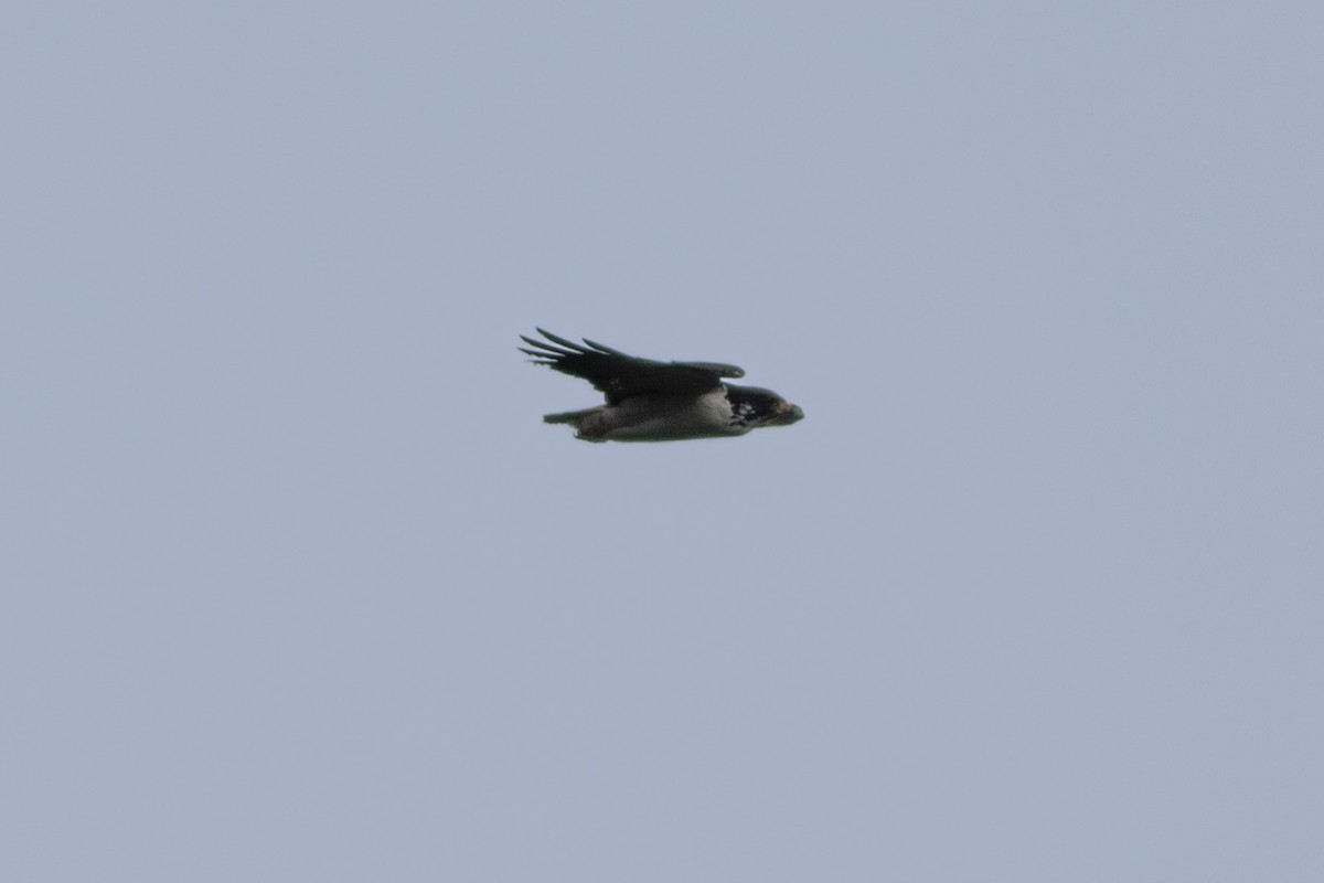 Augur Buzzard (Augur) - ML620858807