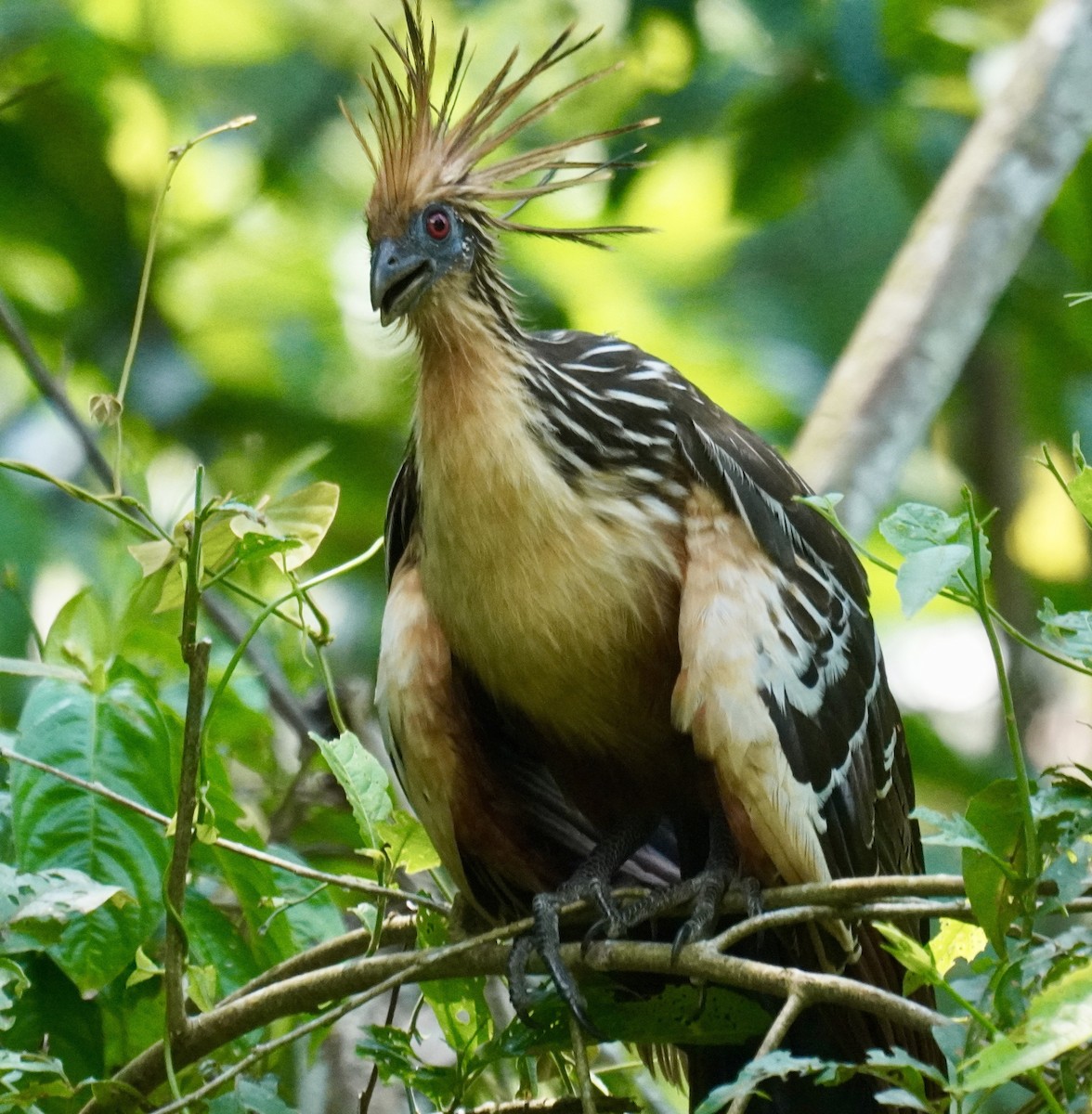 Hoatzin - ML620858808