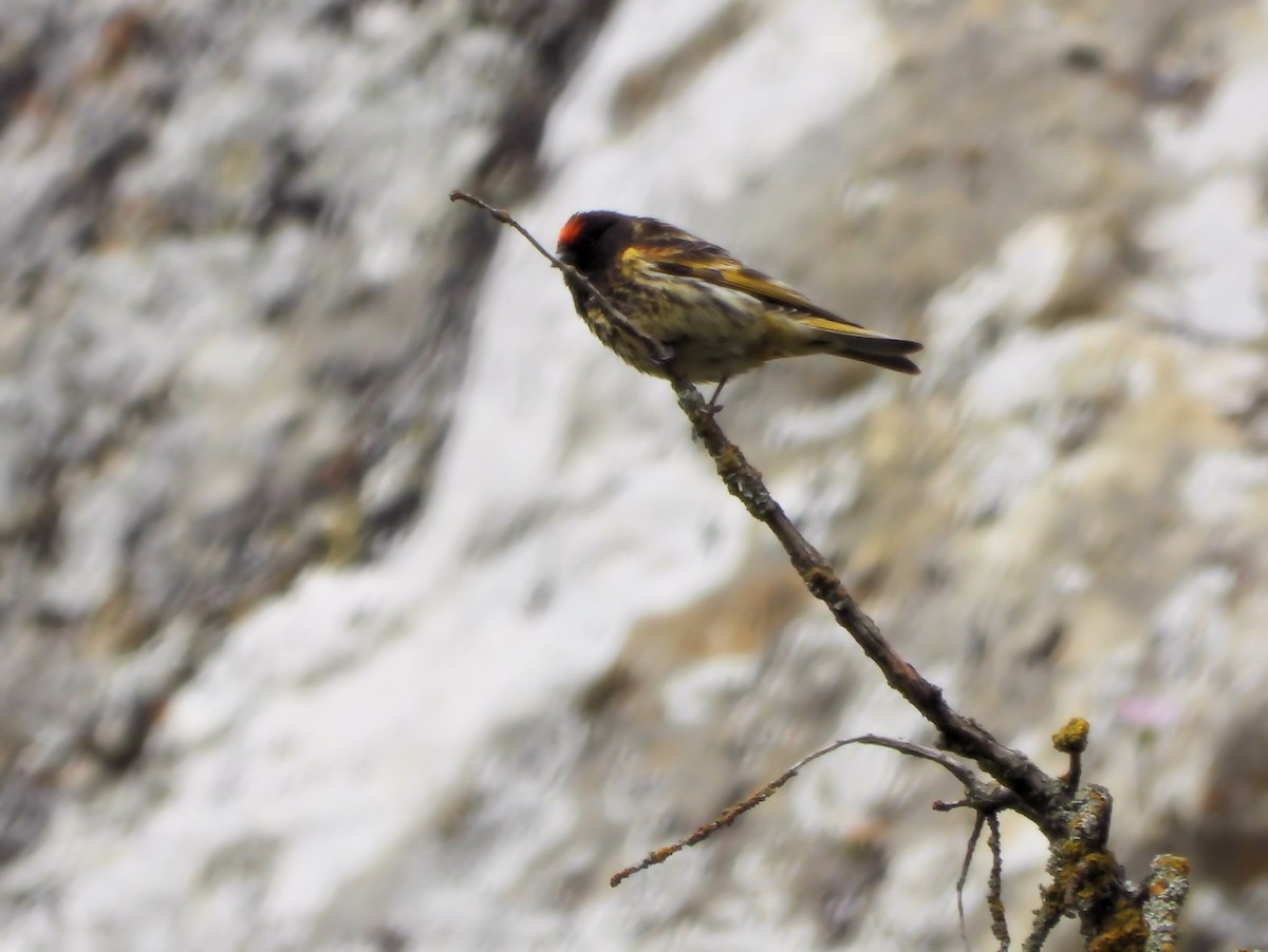 Fire-fronted Serin - ML620858809