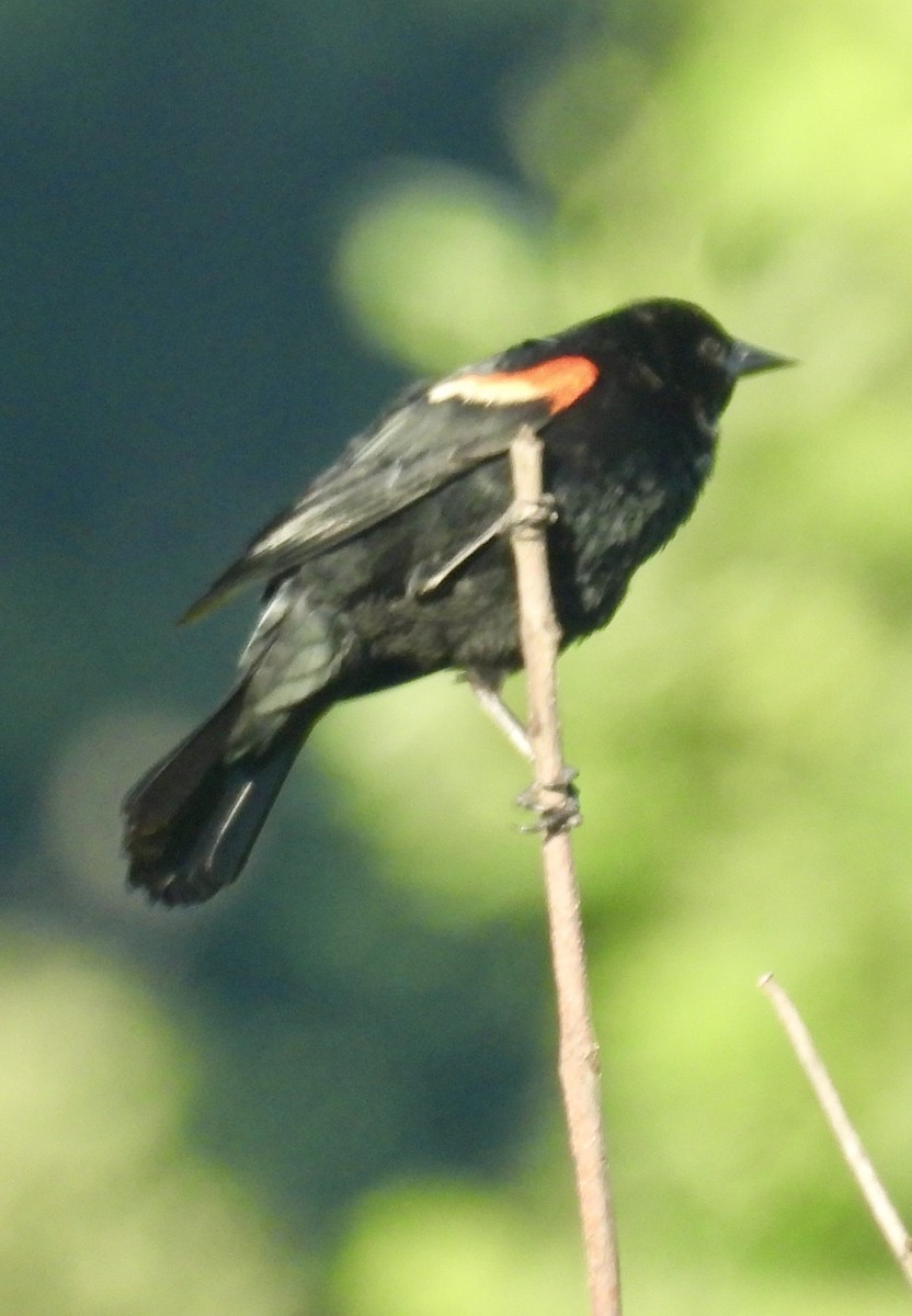 Red-winged Blackbird - ML620858815