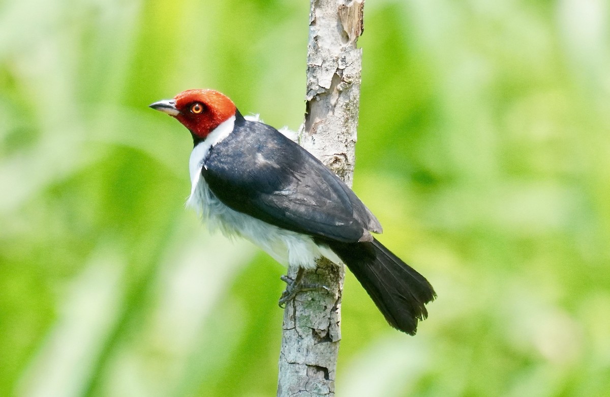 Red-capped Cardinal - ML620858824