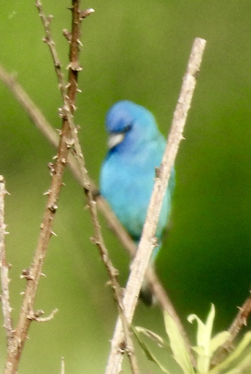 Indigo Bunting - ML620858825