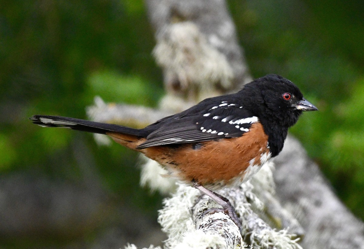 Spotted Towhee - ML620858854