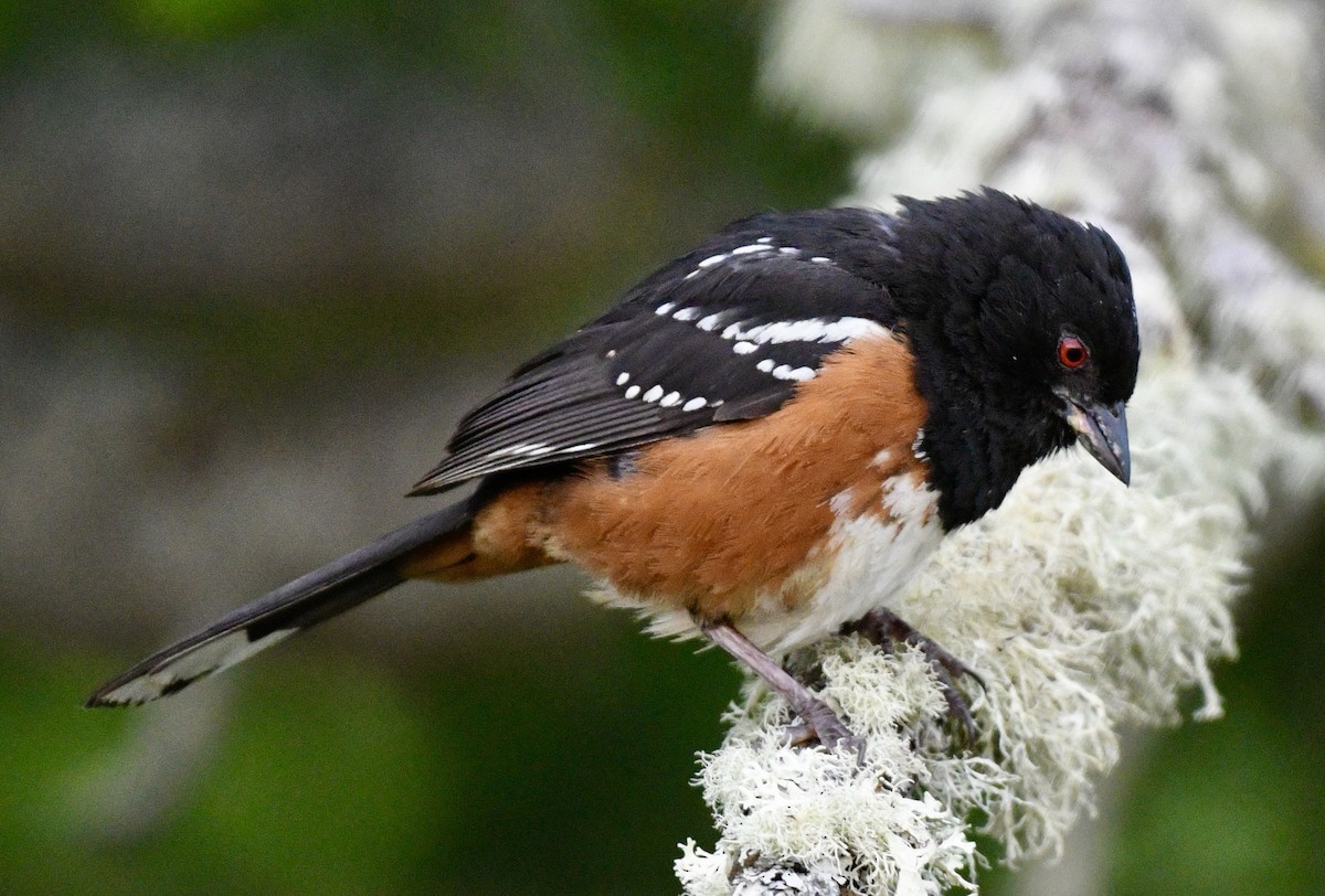 Spotted Towhee - ML620858856