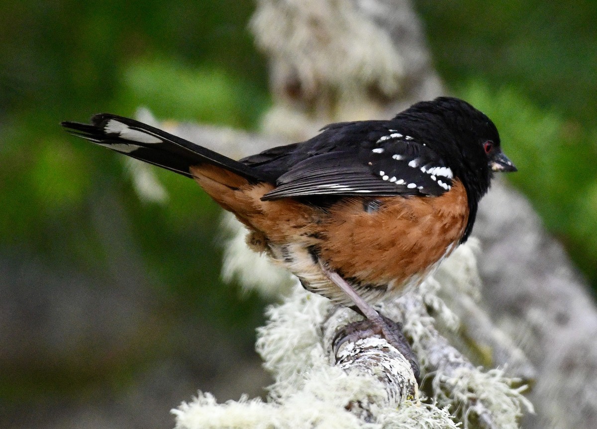 Spotted Towhee - ML620858857