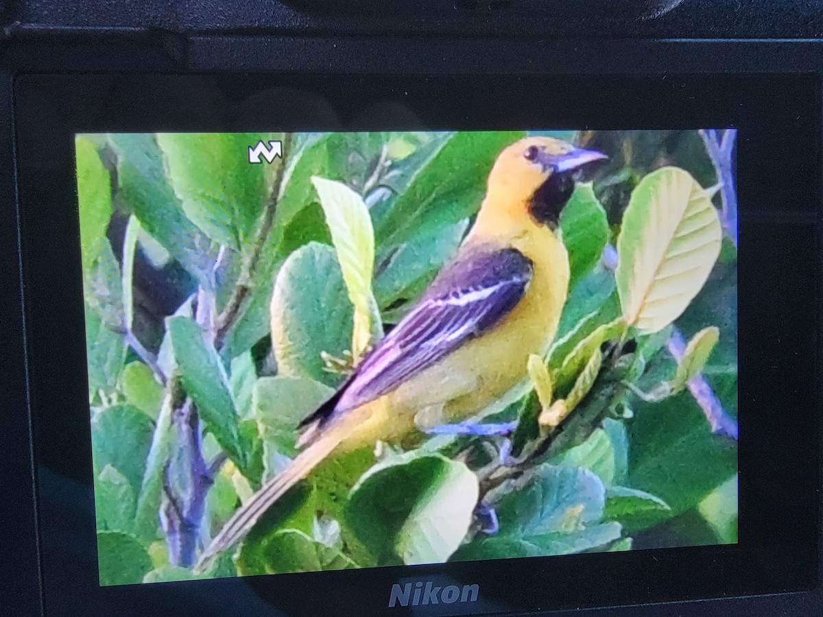 Oriole des vergers - ML620858868