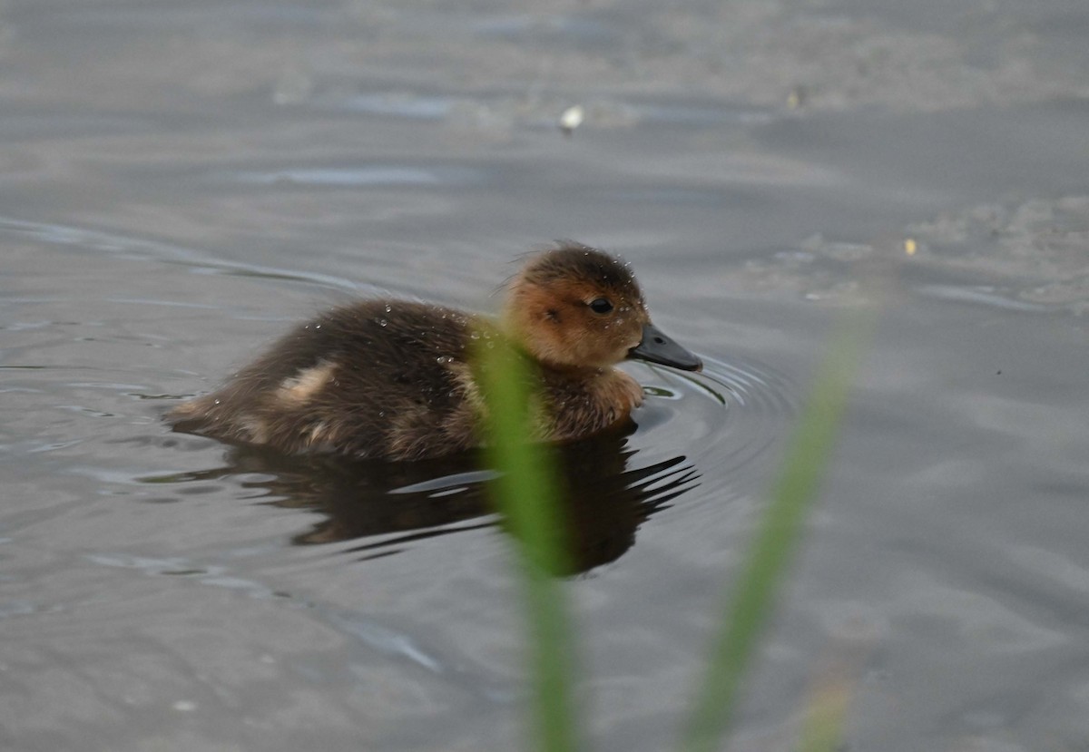 American Wigeon - ML620858869