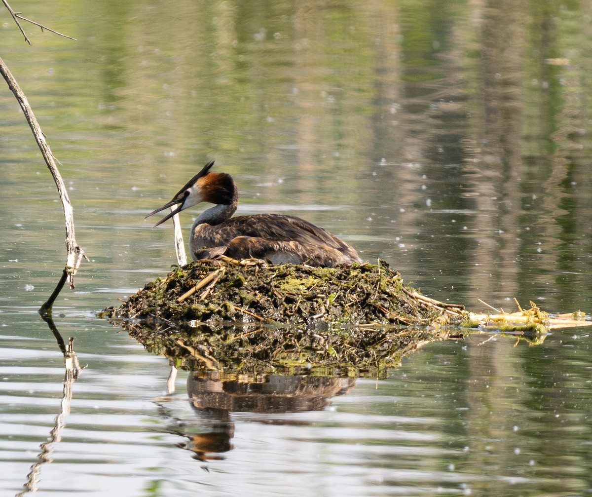 Great Crested Grebe - ML620858876