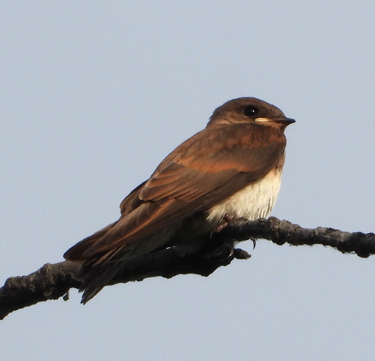 Northern Rough-winged Swallow - ML620858884