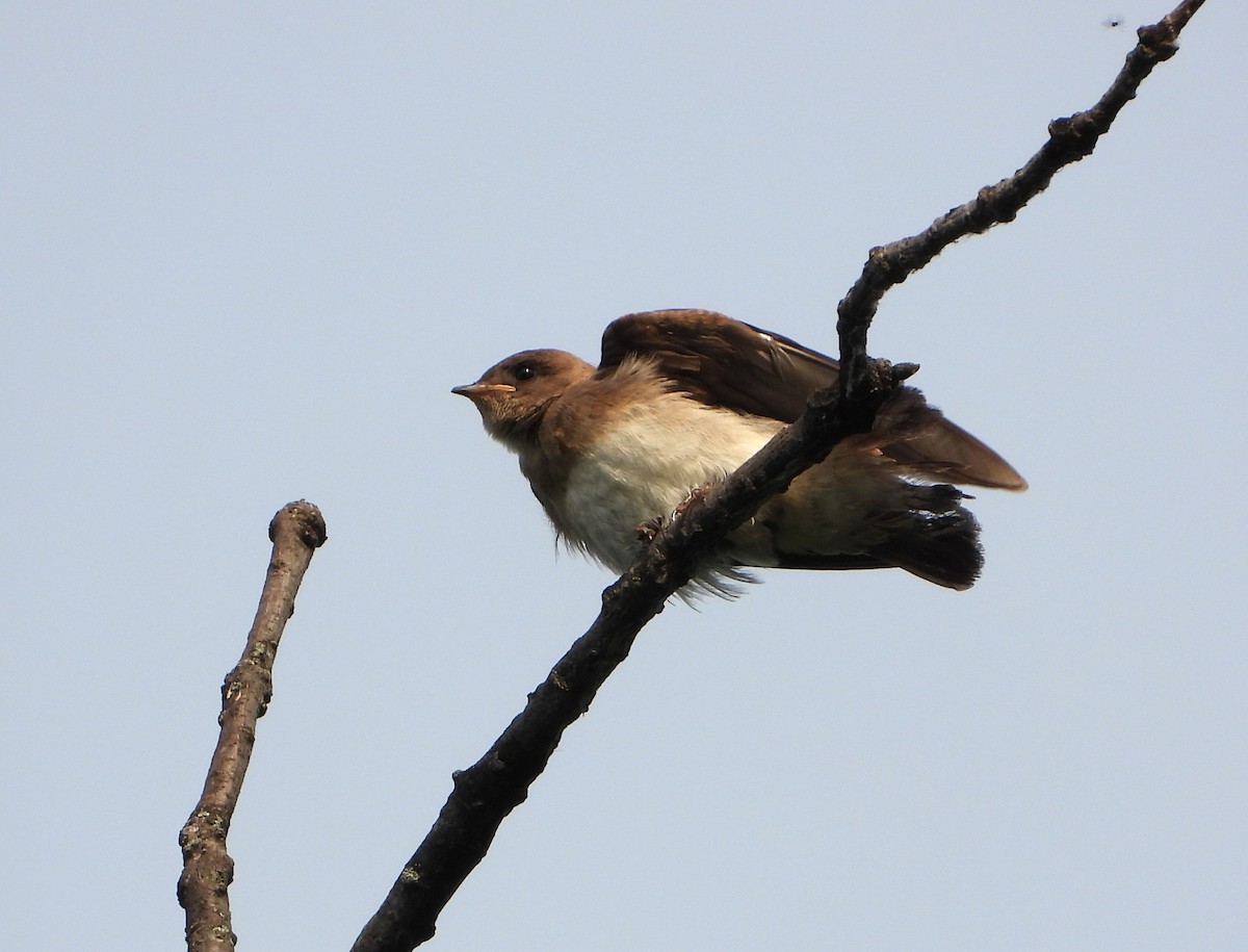 Northern Rough-winged Swallow - ML620858890