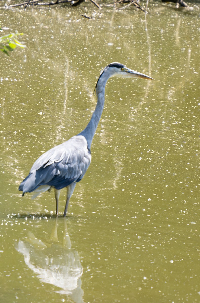 Gray Heron - ML620858891