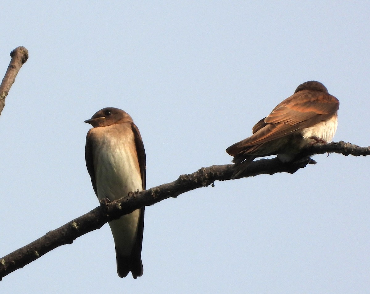 Northern Rough-winged Swallow - ML620858895