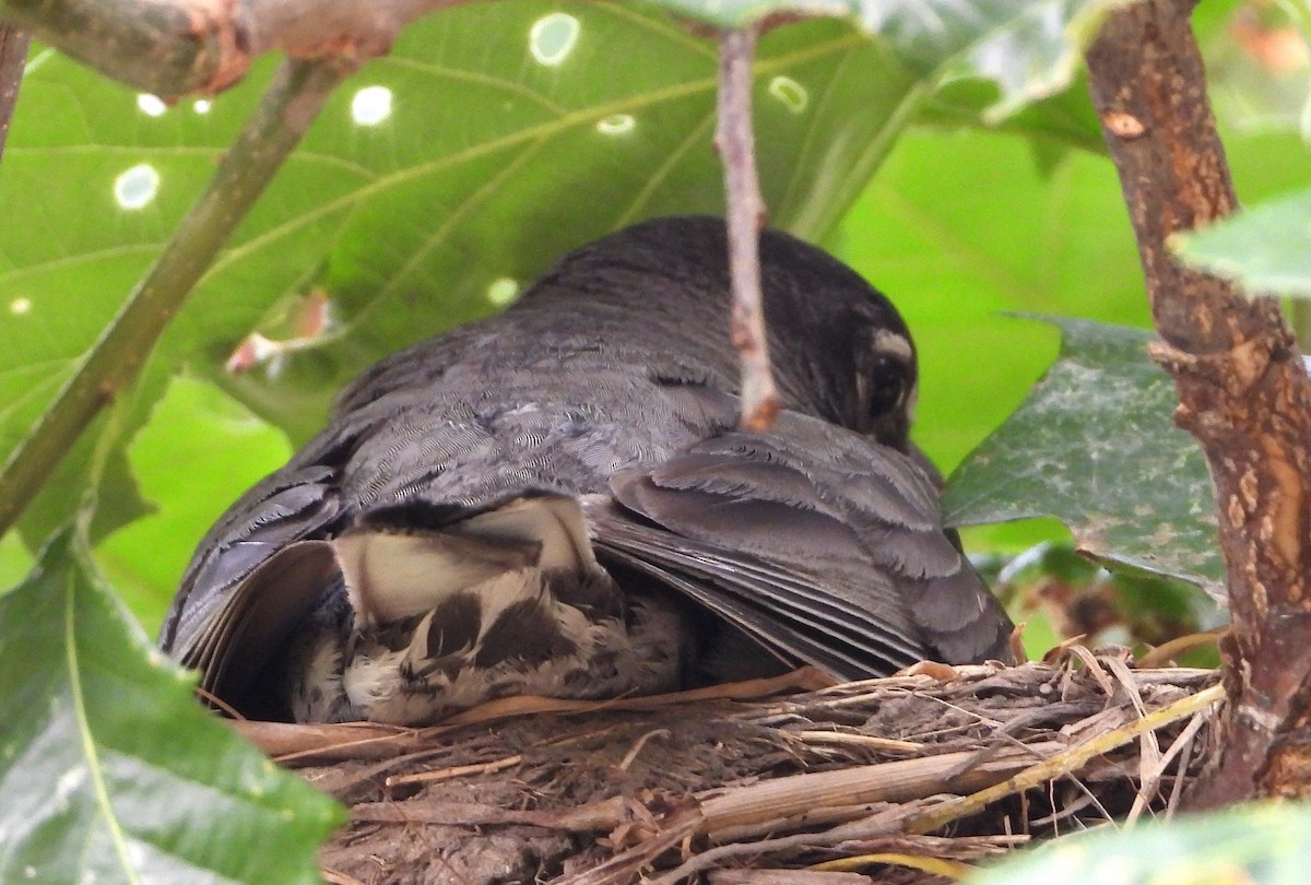 American Robin - ML620858903