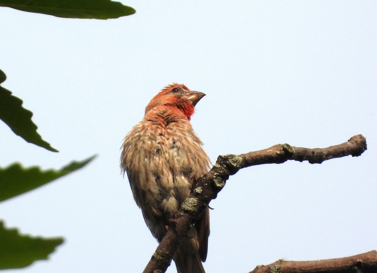 House Finch - ML620858907