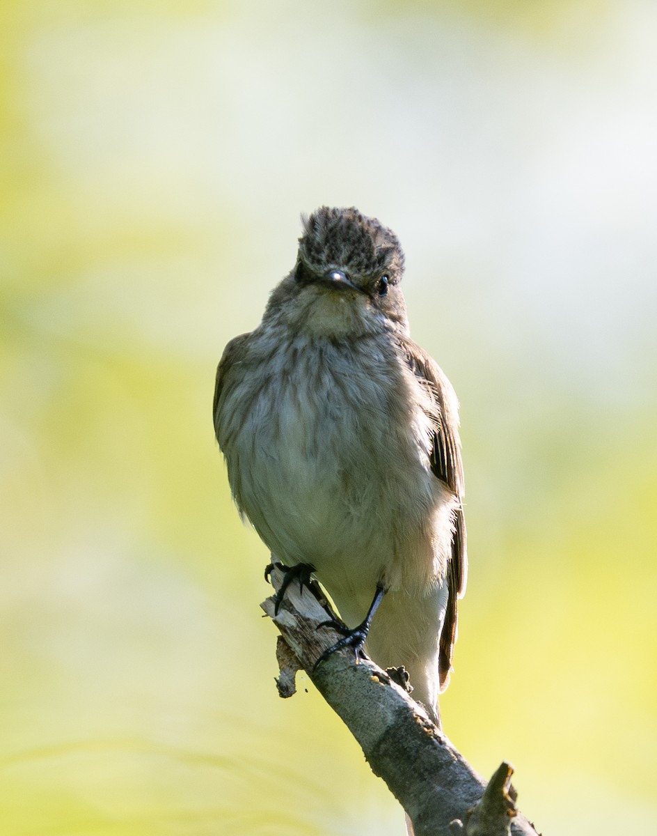 Spotted Flycatcher (Spotted) - Hanno Stamm