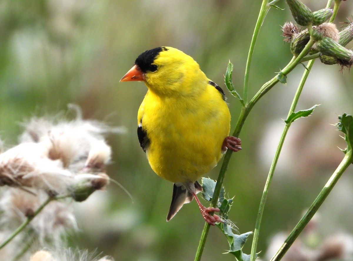 American Goldfinch - ML620858920