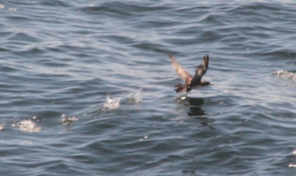 Pink-footed Shearwater - ML620858921