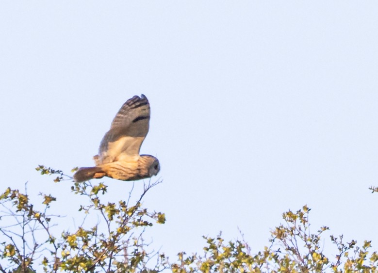 Long-eared Owl - ML620858927