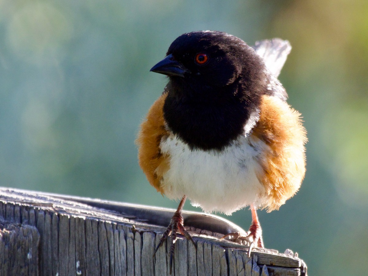 Spotted Towhee - ML620858937