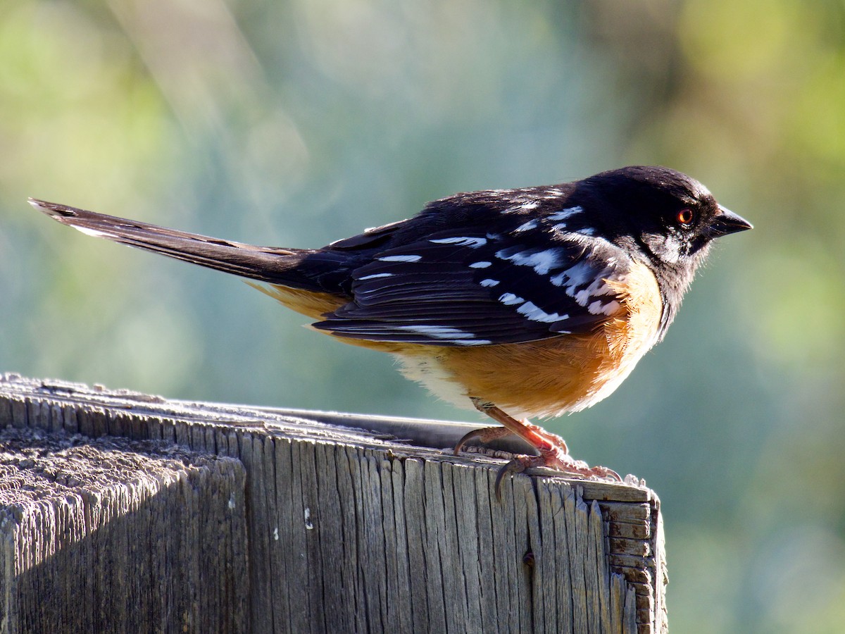 Spotted Towhee - ML620858939