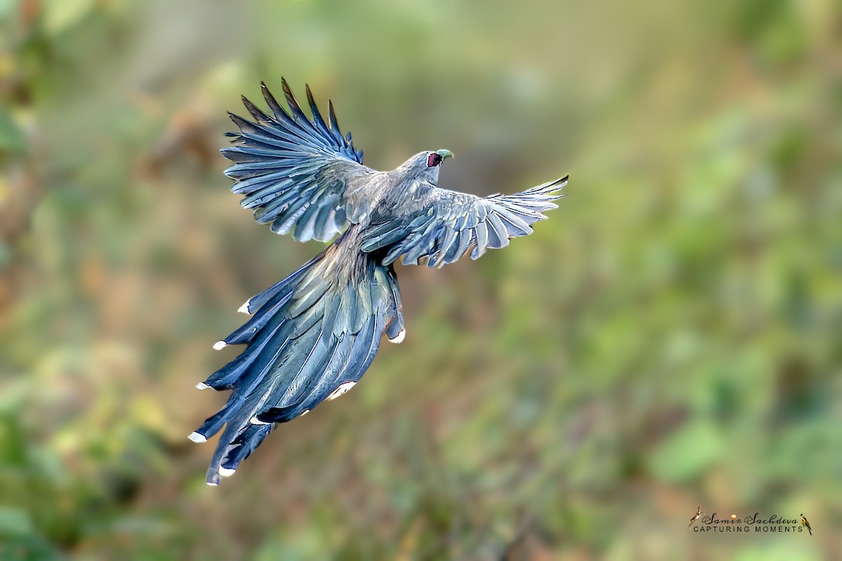 Green-billed Malkoha - ML620858959