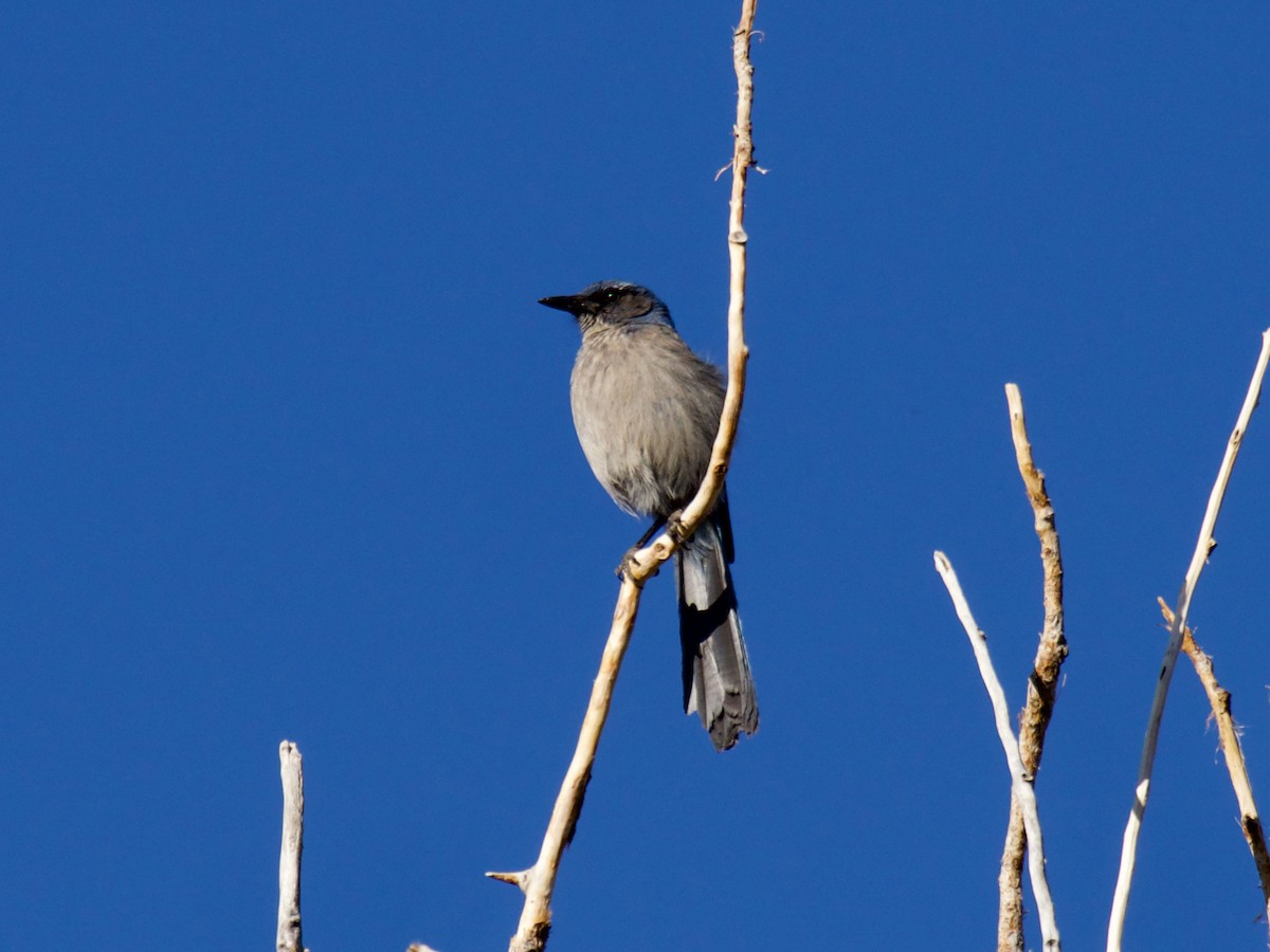 Woodhouse's Scrub-Jay - ML620858960