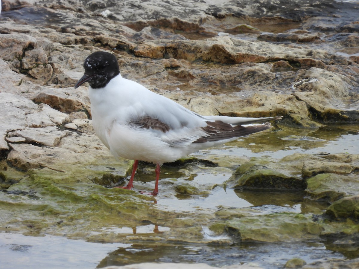 Mouette pygmée - ML620858962