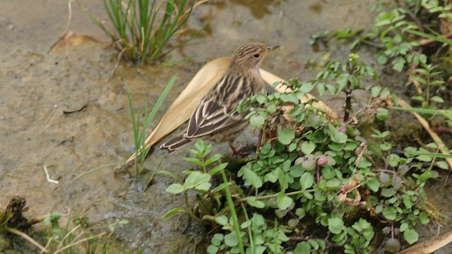 Red-throated Pipit - ML620858966