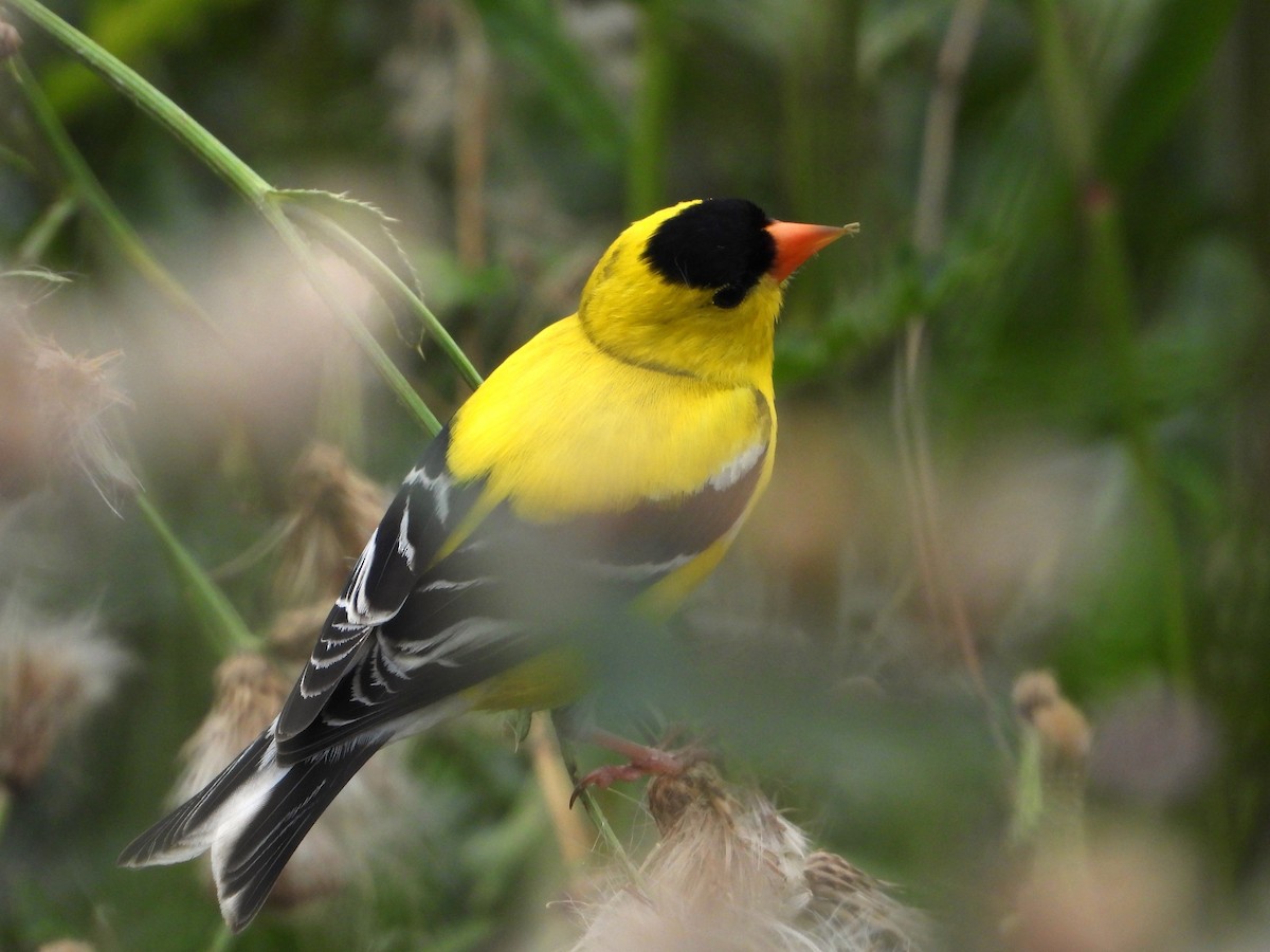 American Goldfinch - ML620858975