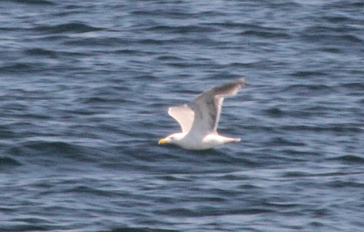 Glaucous-winged Gull - ML620858977