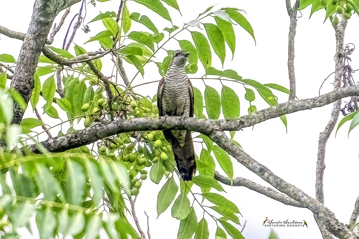 Banded Bay Cuckoo - ML620858978