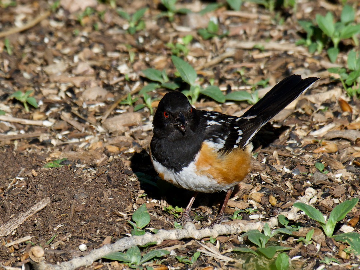 Spotted Towhee - ML620858980