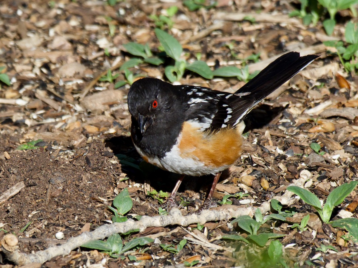 Spotted Towhee - ML620858981