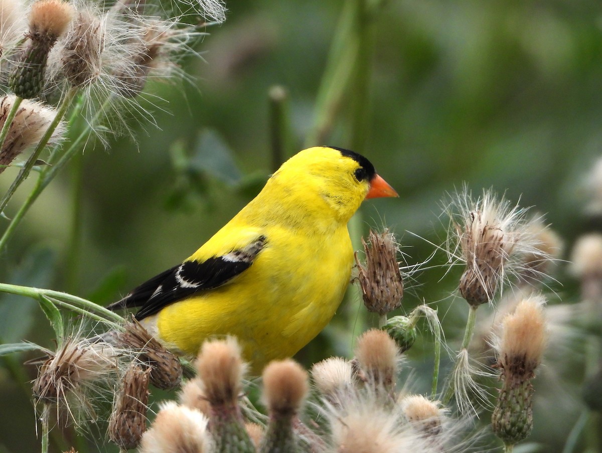 American Goldfinch - ML620858983