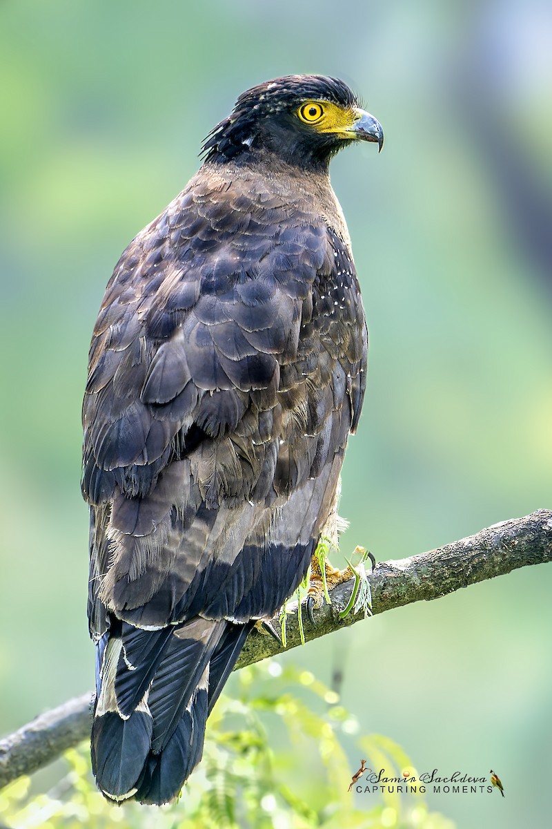 Crested Serpent-Eagle - ML620858986