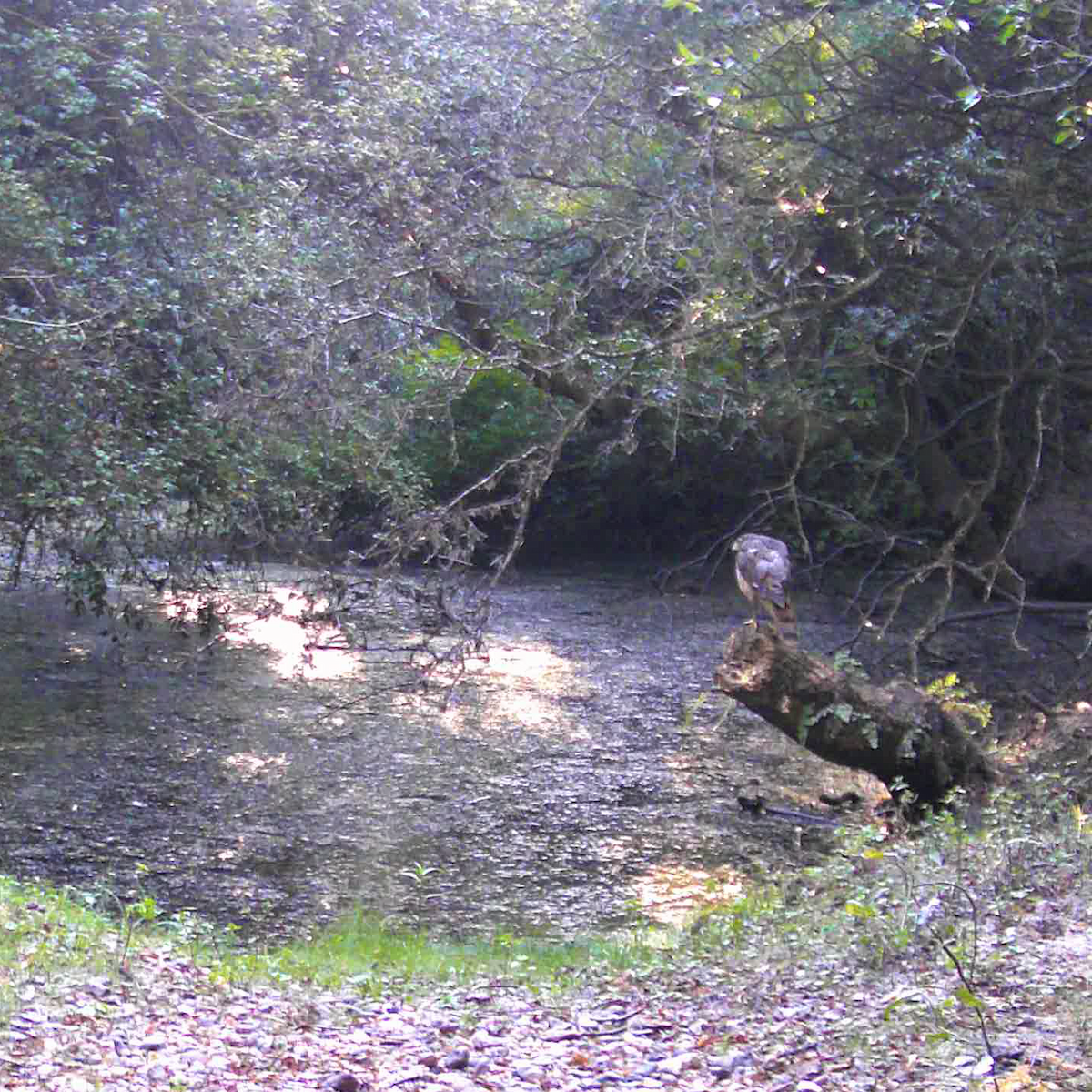 Zweifarbhabicht - ML620858990