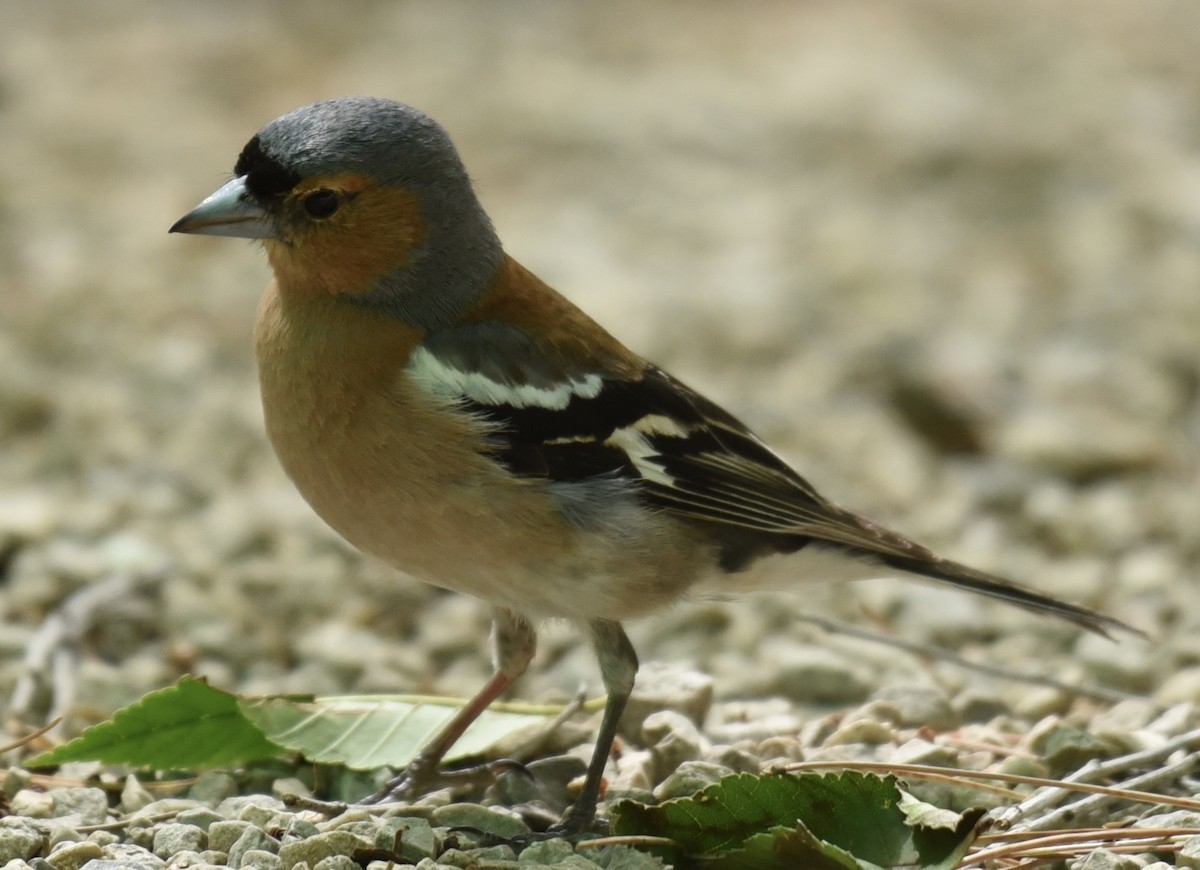 Common Chaffinch - ML620858995