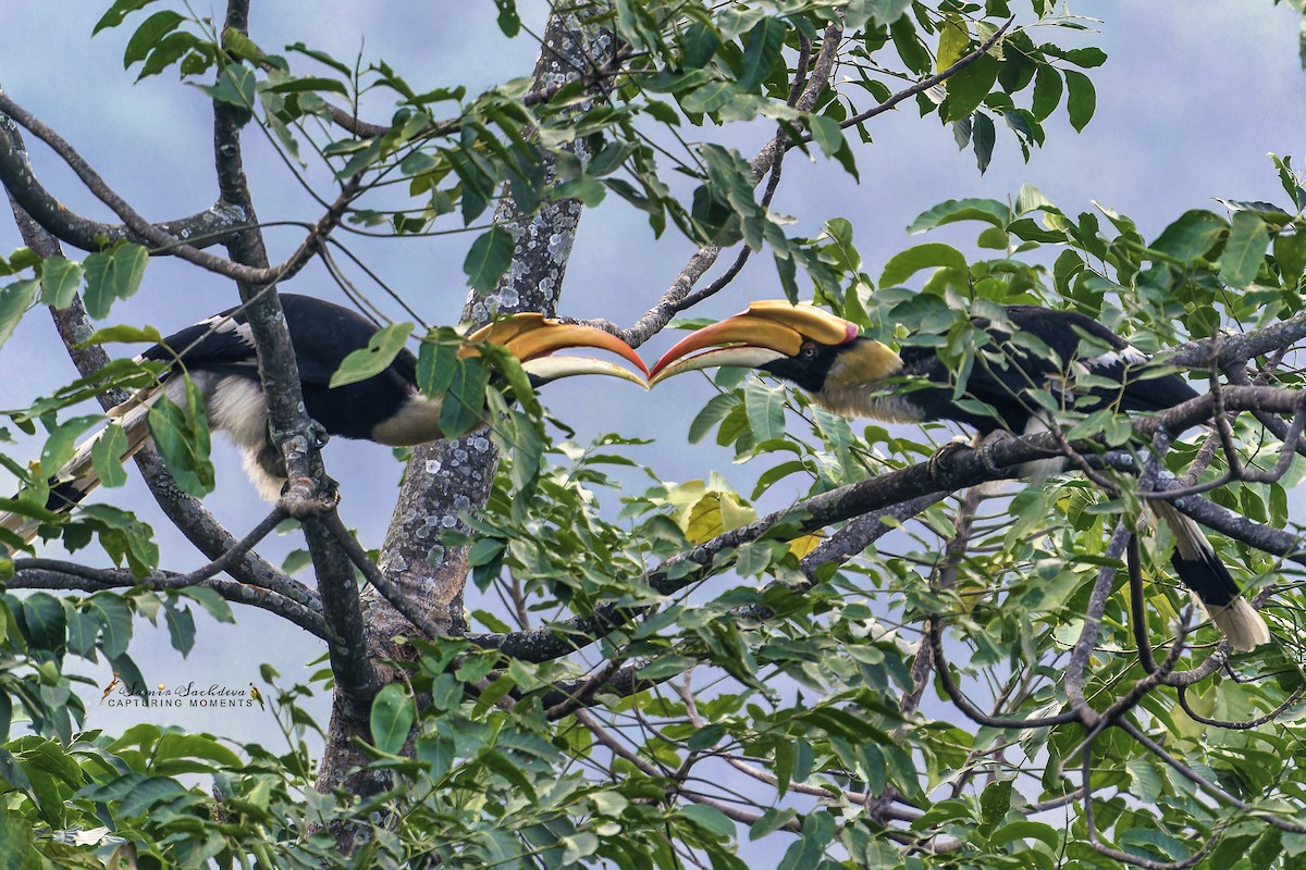 Great Hornbill - ML620858998